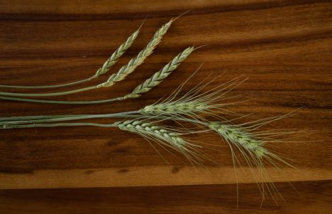 Spelt A Guide to Baking with Spelt Flour