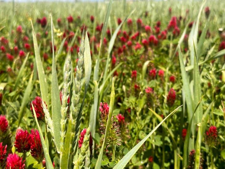 Spelt Grain and Clover