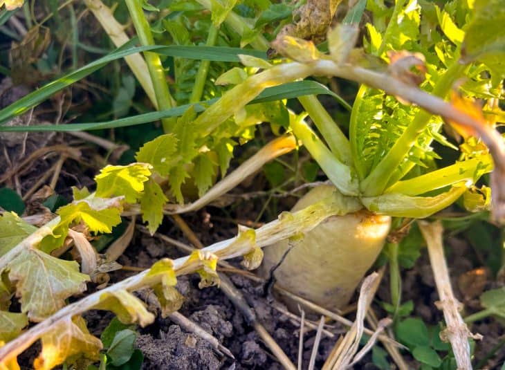 Radish Cover Crop