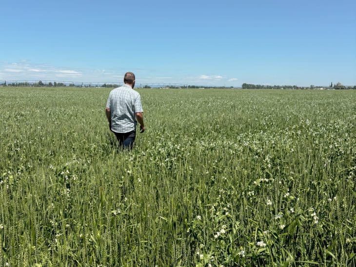 Companion crops