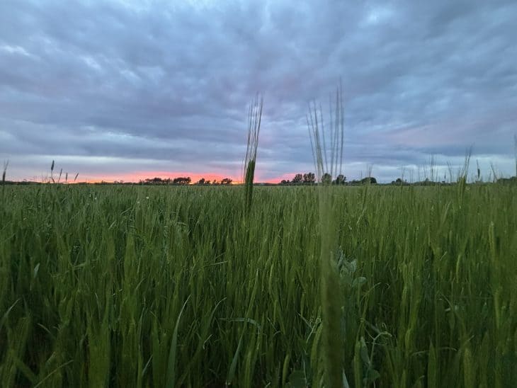 Evening view of Organic Einkorn field at Grand Teton Ancient Grains